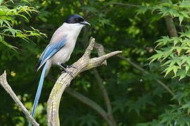 Iberian Magpie