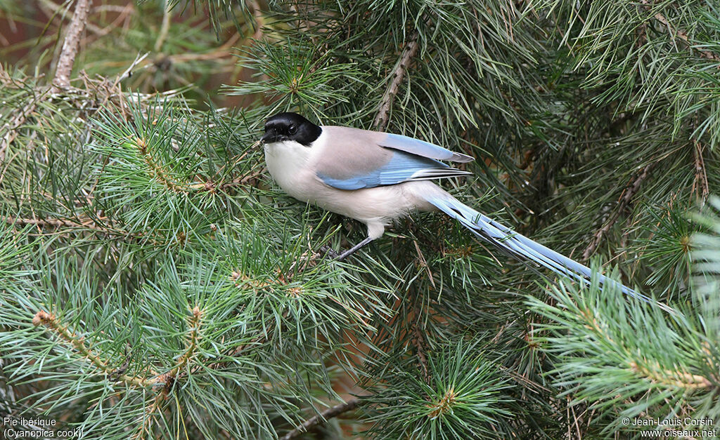 Iberian Magpieadult