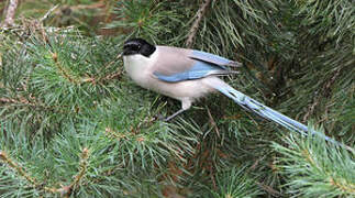 Iberian Magpie