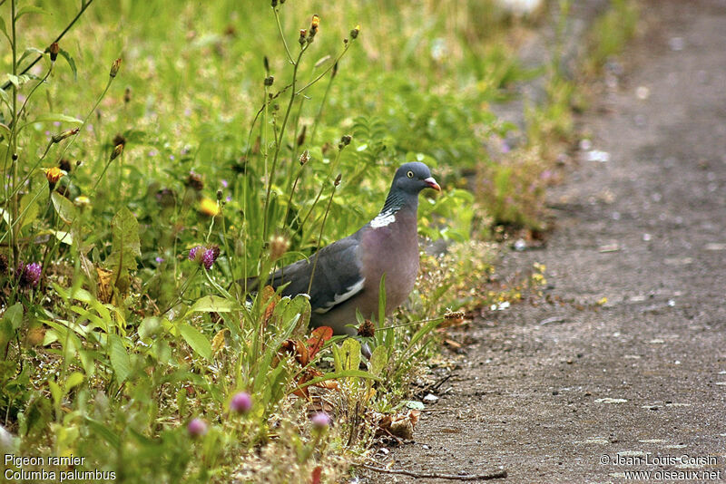 Pigeon ramier