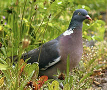 Common Wood Pigeon