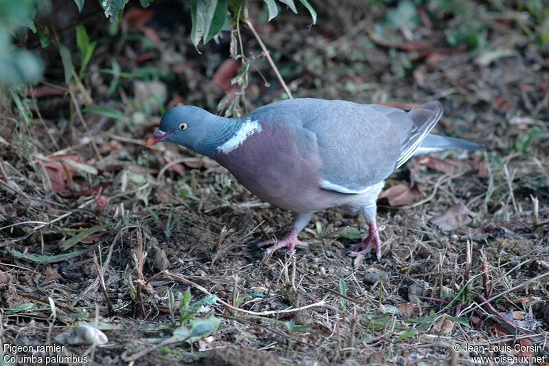 Common Wood Pigeon