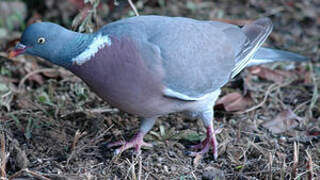 Common Wood Pigeon