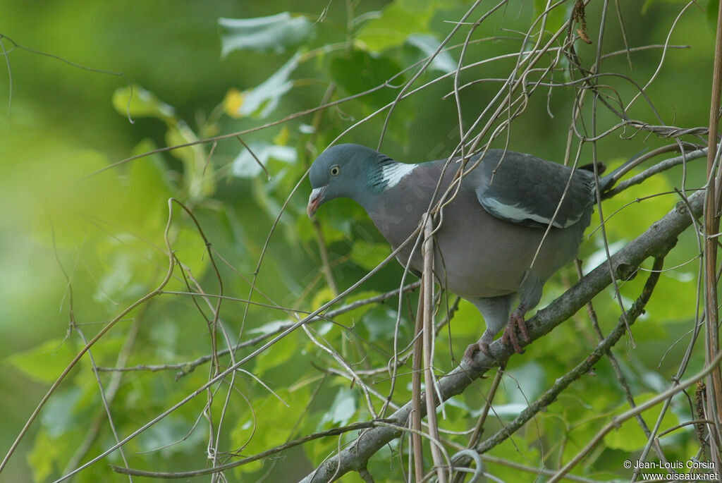 Common Wood Pigeon