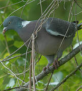 Common Wood Pigeon