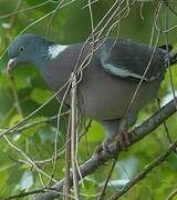 Common Wood Pigeon