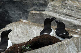 Razorbill