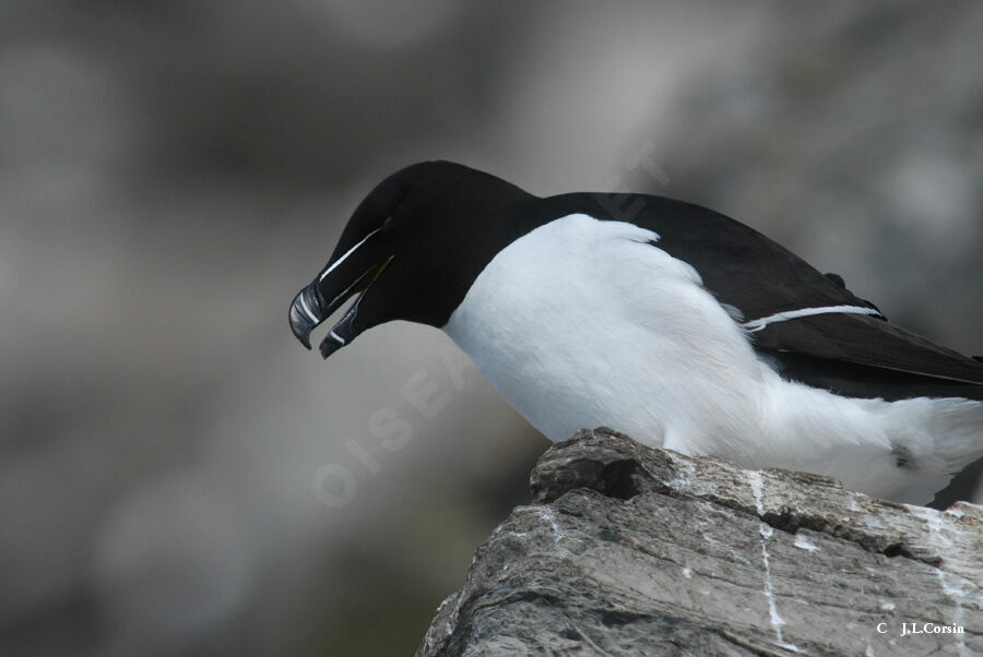 Razorbill