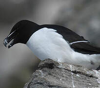 Razorbill