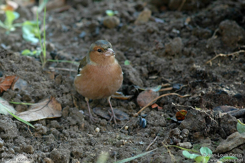 Pinson des arbres mâle adulte