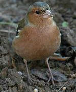 Common Chaffinch