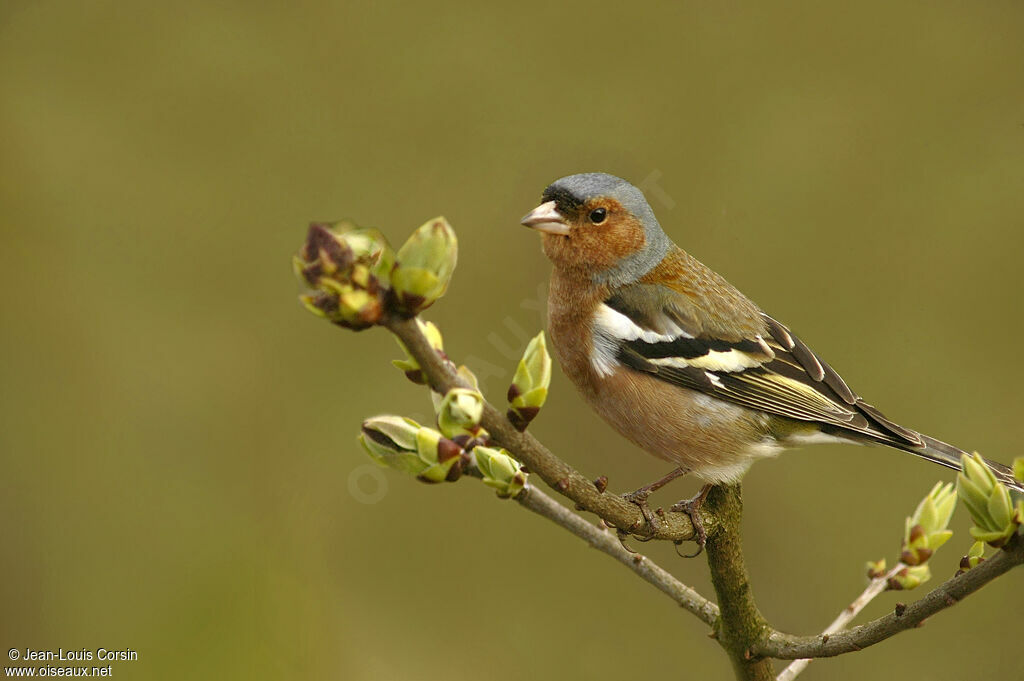 Common Chaffinch