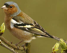 Eurasian Chaffinch