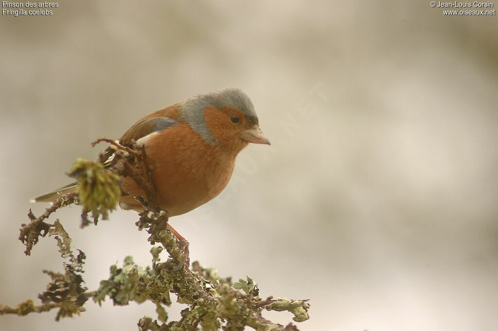 Pinson des arbres