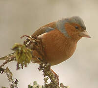 Eurasian Chaffinch