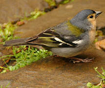 Common Chaffinch