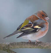 Eurasian Chaffinch