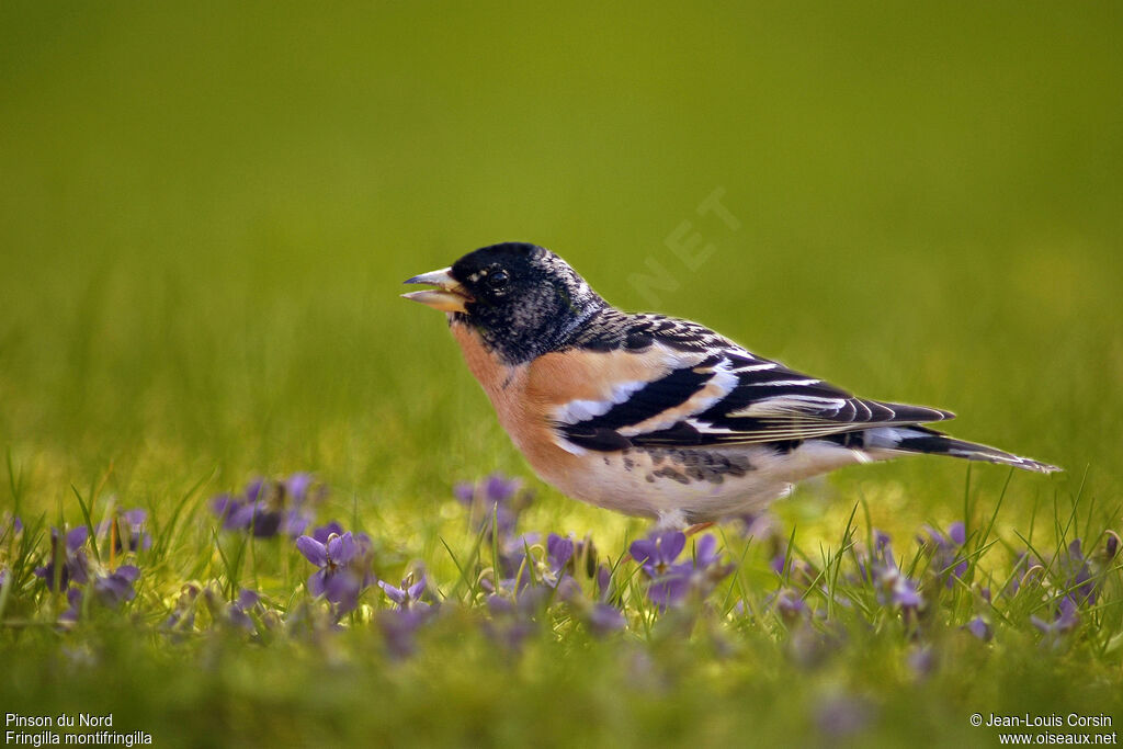 Brambling, identification