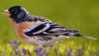 Brambling