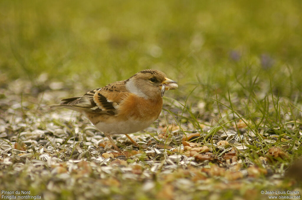 Brambling