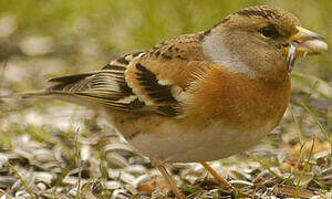 Brambling