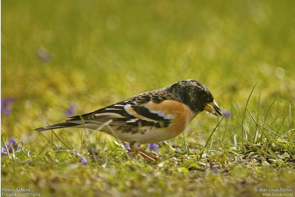 Brambling