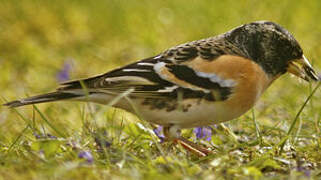 Brambling