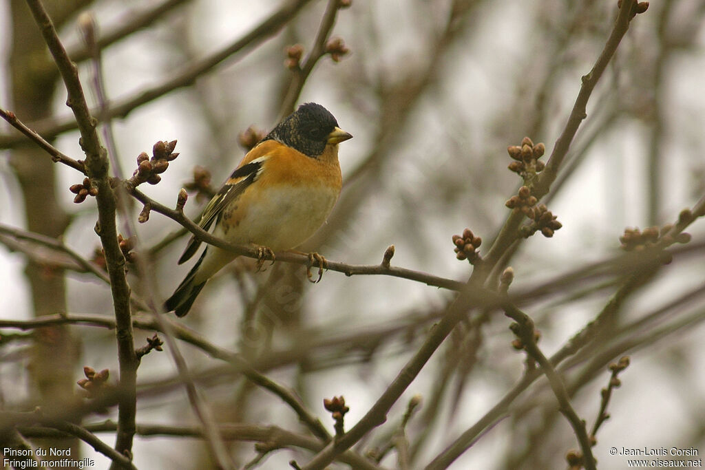 Brambling