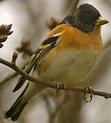 Brambling