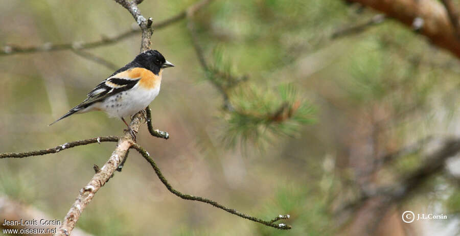 Pinson du Nord mâle adulte nuptial, identification