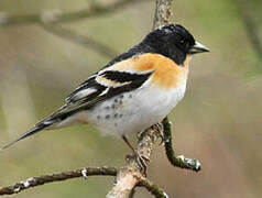 Brambling