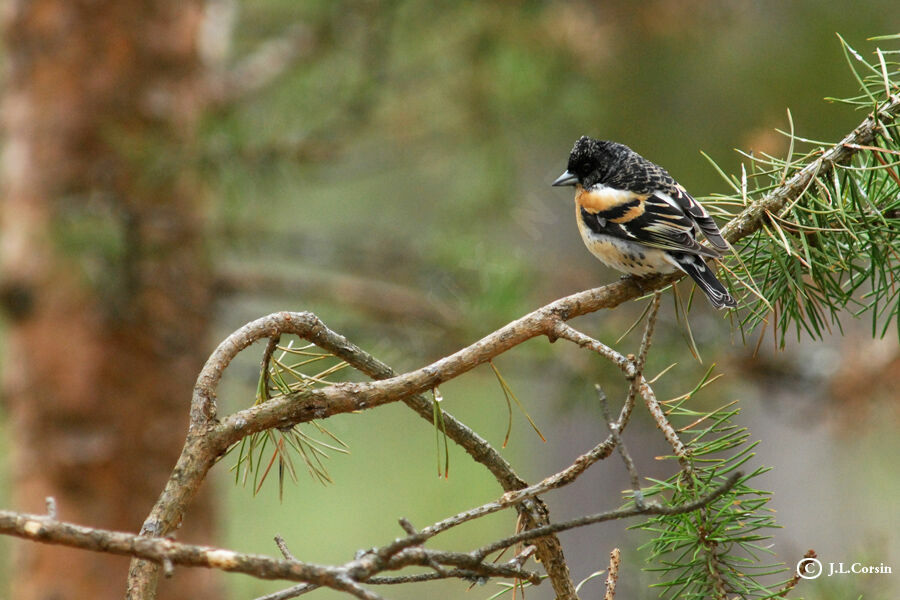 Brambling