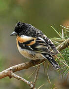 Brambling