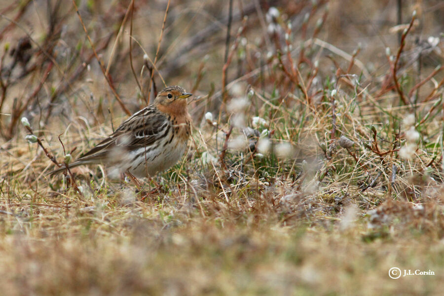 Red-throated Pipit