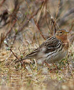 Red-throated Pipit