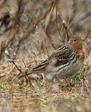 Pipit à gorge rousse