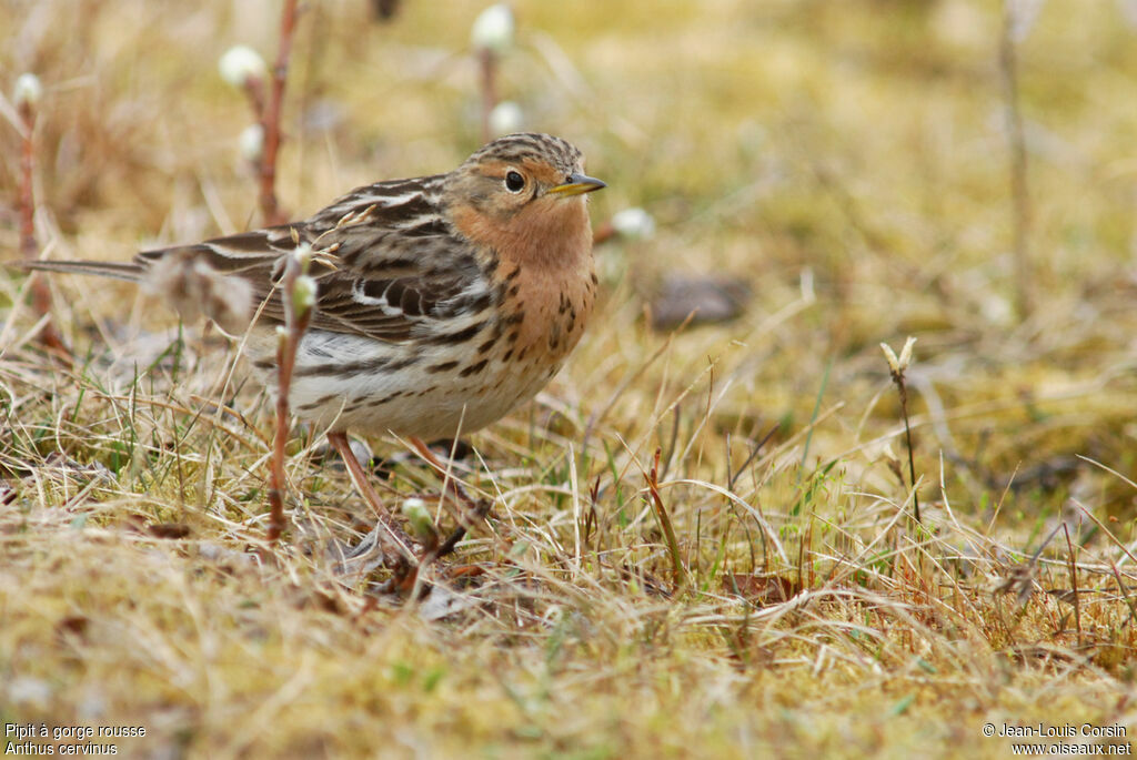 Pipit à gorge rousse