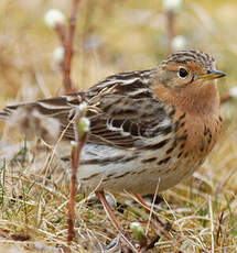 Pipit à gorge rousse