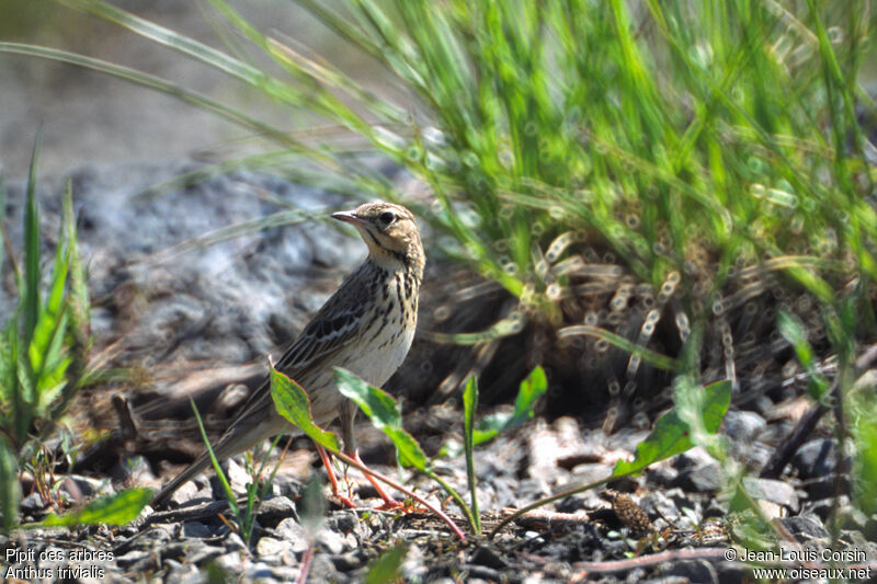 Pipit des arbres