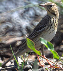 Pipit des arbres