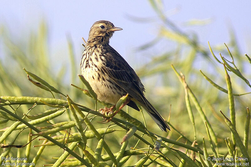 Pipit farlouse