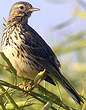 Pipit farlouse