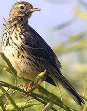 Pipit farlouse