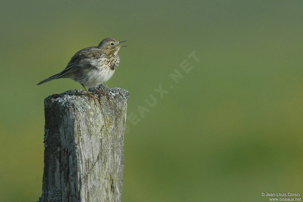 Pipit farlouse