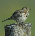 Pipit farlouse