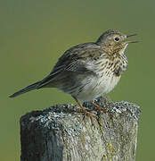 Meadow Pipit