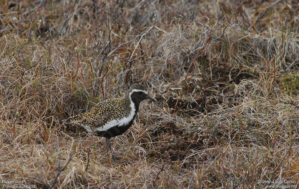 European Golden Plover male adult