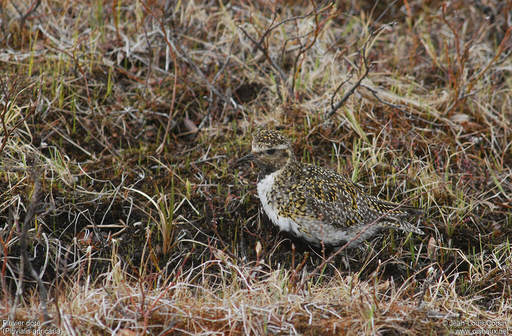 European Golden Plover female adult