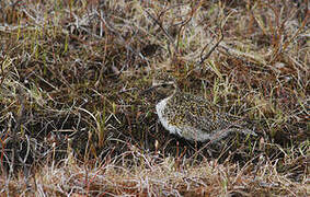 European Golden Plover