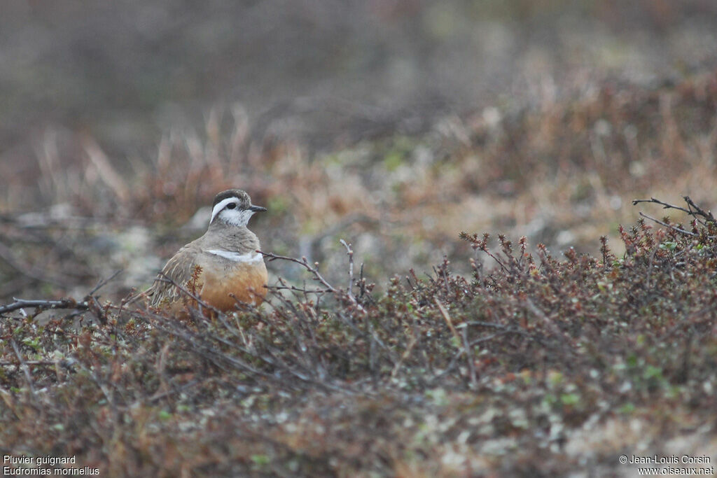 Eurasian Dotterel